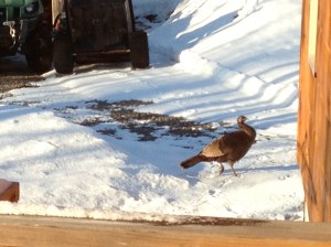Wild turkeys in the yard - March 14