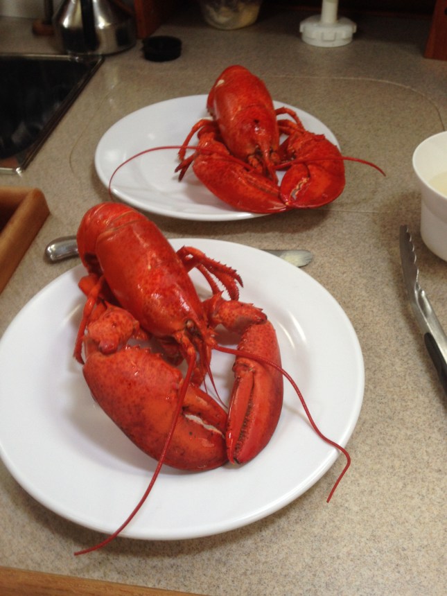 cooked lobster